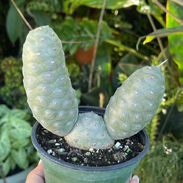 Tephrocactus Articulatus ‘ Pine Cone Cactus ‘ Rare Succulent Live Cacti Plant