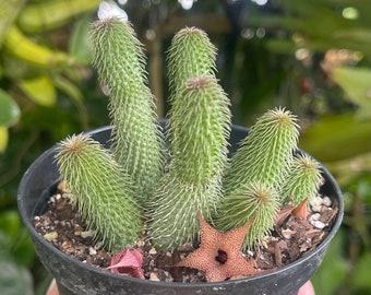 Ceropegia Pillansii ‘ Lantern Flower ‘ Rare Succulent Live Plant