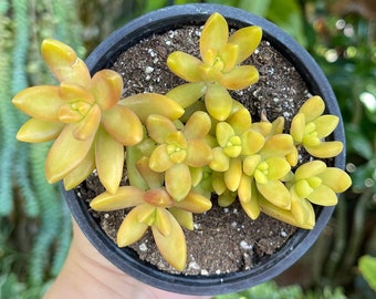 Yellow Sedum Nussbaumerianum Rare Succulent Live Plant