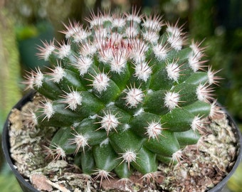 Mammillaria Mammillaris Woolly Nipple Cactus Rare Live Cacti Plant