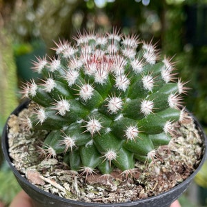 Mammillaria Mammillaris Woolly Nipple Cactus Rare Live Cacti Plant