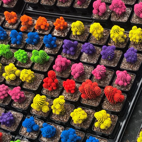 Blue Desert Gems Cacti Rare Succulent Cactus Plant Etsy