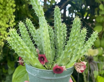 Huernia Shneideriana ‘ Red Dragon ‘ Rare Succulent Live Plant