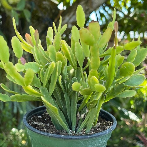 Rhipsalis Paradoxa Chain Cactus Rare Succulent Live Cacti - Etsy