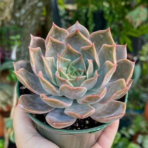 Echeveria Linda Jean ‘Rob Roy’ Rare Succulent Live Plant