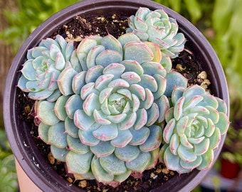 Echeveria Minima Cluster Rare Succulent Live Plant