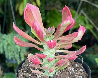 Euphorbia Monadenium Stapelioides F. Variegata Rare Succulent Live Plant -  Etsy