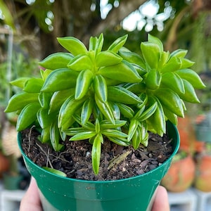 Peperomia axillaris Planta de oración Planta suculenta rara viva