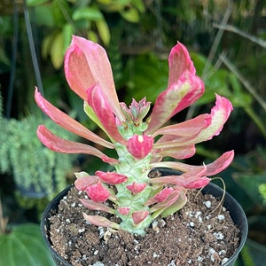 Euphorbia Monadenium Stapelioides F. Variegata Rare Succulent Live Plant