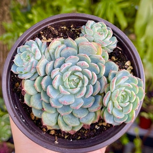 Echeveria Minima Cluster Rare Succulent Live Plant