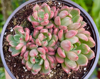 Graptoveria Bashful Pink Ruby Cluster Rare Succulent Live Plant