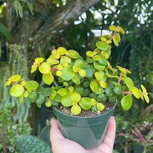 May include: A small potted succulent plant with green and yellow leaves. The plant is in a green plastic pot and is being held by a hand.