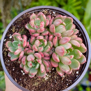 Graptoveria Bashful Pink Ruby Cluster Rare Succulent Live Plant