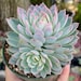 see more listings in the Echeveria section