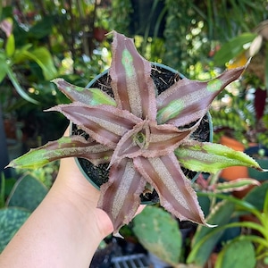 Cryptanthus Menescal Rare Bromeliad Live Plant image 1