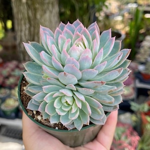 Echeveria Violet Queen Rare Succulent Live Plant