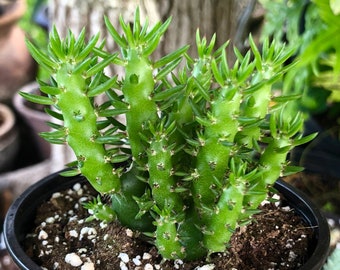 Opuntia Subulata Eve’s Needle Cactus Rare Succulent Live Cacti Plant