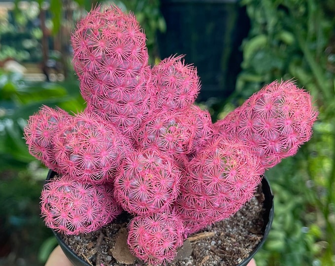Pink Desert Gems Cactus Rare Succulent Live Plant Etsy