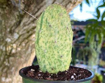 Variegated Opuntia Sunburst Cactus Rare Succulent Live Cacti