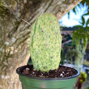 Variegated Opuntia Sunburst Cactus Rare Succulent Live Cacti