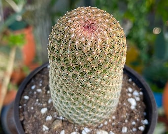 Mammillaria Columbiana BARE ROOT - Etsy
