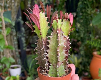 2” Euphorbia Trigona CV. Royal Red Rubra Cactus Rare Succulent Live Cacti Plant