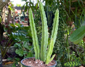 Stapelia Leendertziae Starfish Cactus Rare Succulent Live Cacti Plant