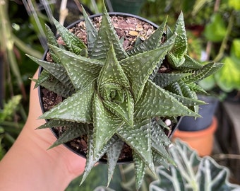 Haworthia Limifolia Cluster Rare Succulent Live Plant