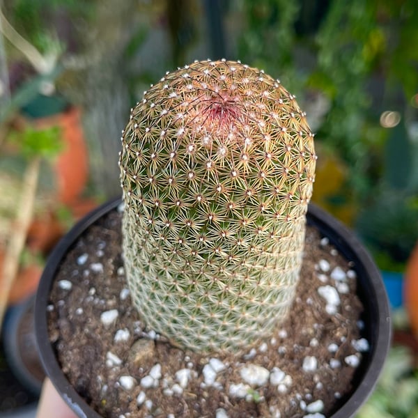 Mammillaria Matudae Cactus Rare Succulent Live Cacti Plant