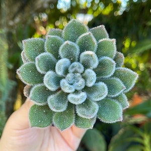 Echeveria Fuzzy Doris Taylor Rare Succulent Live Plant