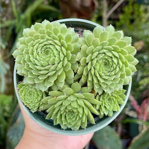 Sempervivum Spring Beauty Cluster Rare Succulent Live Plant