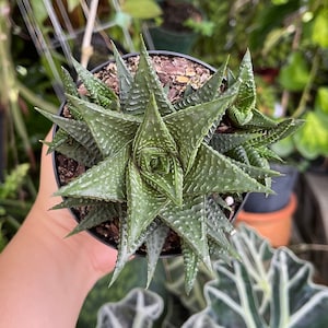 Haworthia Limifolia Cluster Rare Succulent Live Plant