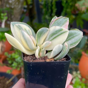 Crassula Ovata Variegated Tri Color Rare Succulent Live Plant