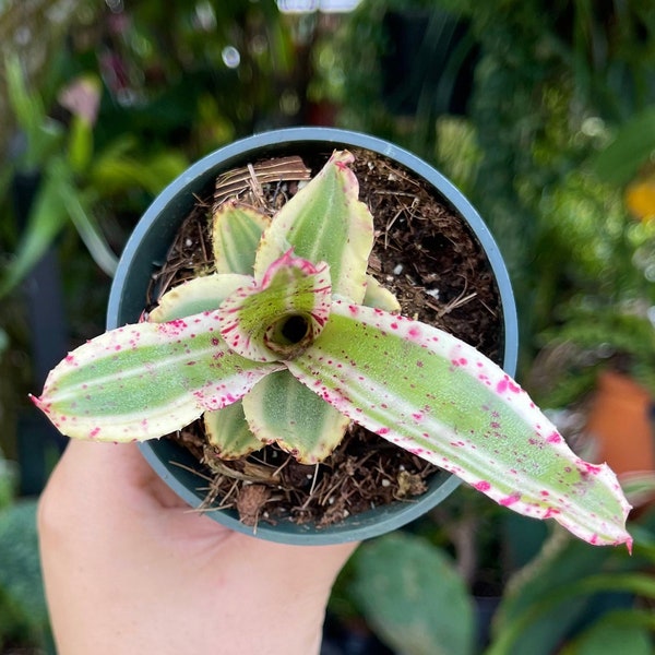 Neoregelia Gismo Rare Bromeliad Live Plant