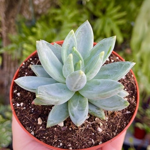 Pachyveria Little Jewel Rare Succulent Live Plant