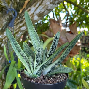 Gasteria Spotted Ox Tongue Rare Succulent Live Plant