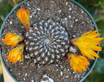 Sulcorebutia Arenacea Rare Cactus Succulent Live Cacti Plant