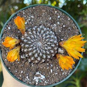 Sulcorebutia Arenacea Rare Cactus Succulent Live Cacti Plant