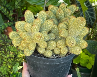 monstera for sale Buy Monstera Albo (3-5 leaves)
