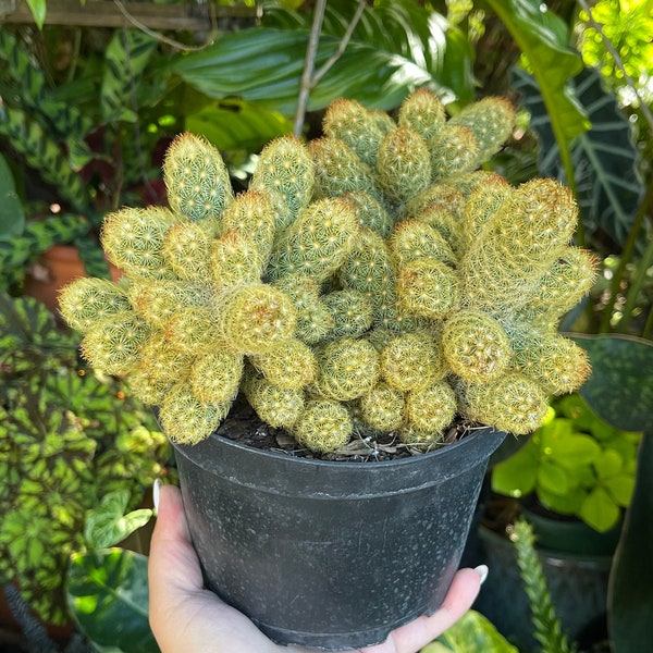 6” Mammillaria Elongata Lady Fingers Rare Cactus Succulent Live Cacti Plant