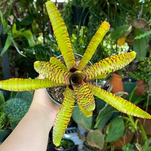 Neoregelia Yellow Stripe Rare Bromeliad Live Plant image 1