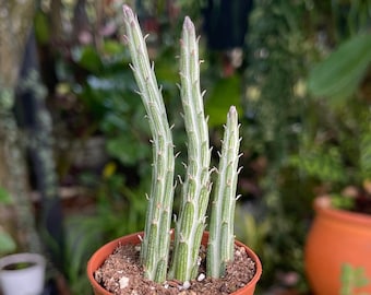 2” Senecio Stapeliiformis ‘Pickle Plant’ Rare Succulent Live Plant