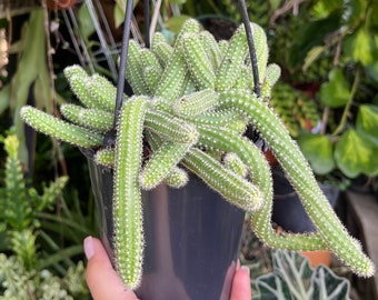 Echinopsis Chamaecereus ‘ Peanut Cactus ‘ Rare Cactus Succulent Live Cacti Hanging Plant