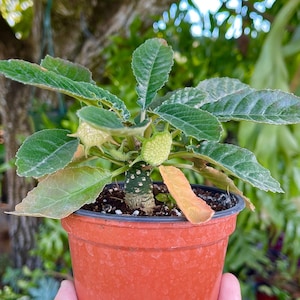 Dorstenia Foetida Bonsai ‘Shield Flower’ Rare Live Plant