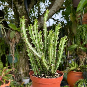 Euphorbia Knuthii Cactus Rare Succulent Live Cacti Plant