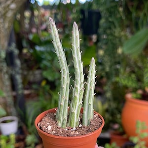 2” Senecio Stapeliiformis ‘Pickle Plant’ Rare Succulent Live Plant