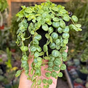 May include: A small, round-leafed plant in a black pot. The plant has trailing stems with small, green, patterned leaves. The background shows a greenhouse setting with other plants in pots.