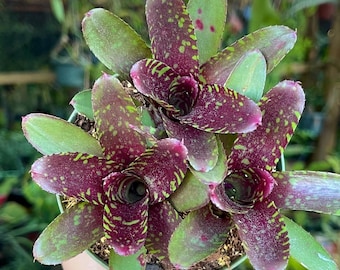 Neoregelia “tossed Salad” | Rare Live Bromeliad | Exotic Tropical