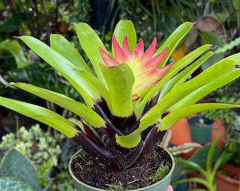 Vriesea Pink Cockatoo Erythrodactylon Rare Bromeliad Live Plant