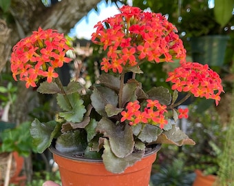 Kalanchoe Blossfeldiana ‘Flaming Katy’ Rare Succulent Live Plant